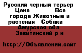 Русский черный терьер › Цена ­ 35 000 - Все города Животные и растения » Собаки   . Амурская обл.,Завитинский р-н